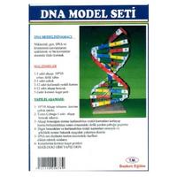 Dna Model Seti