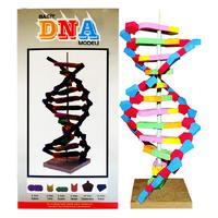 Eva Dna Modeli
