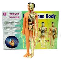 Kızılkaya Sp3951 Kutulu İnsan Vücudu İskeleti