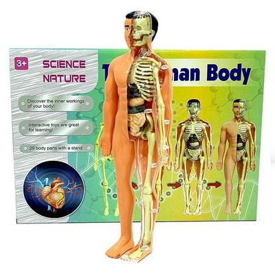 Kızılkaya Sp3951 Kutulu İnsan Vücudu İskeleti