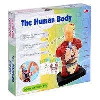 Kızılkaya Sp3952 Kutulu İnsan Vücudu