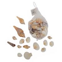 Filede Deniz Kabuğu