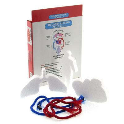 Dolaşım Sistemi Modeli