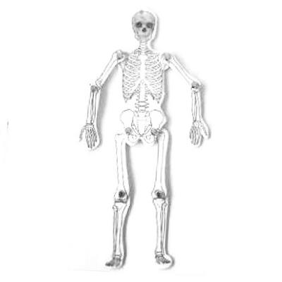 Karton Hareketli İskelet Modeli 28Cm