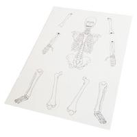 Karton İskelet Modeli 39Cm