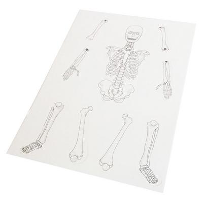 Karton İskelet Modeli 39Cm