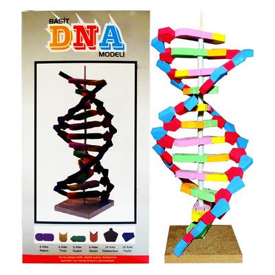 Eva Dna Modeli