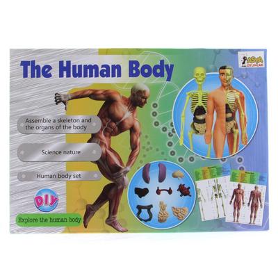 Asya 00926-3302 Maket Vücut Seti